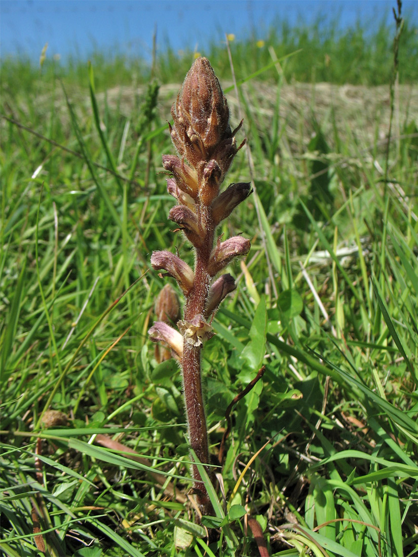 Image of Orobanche minor specimen.