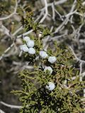 Juniperus californica