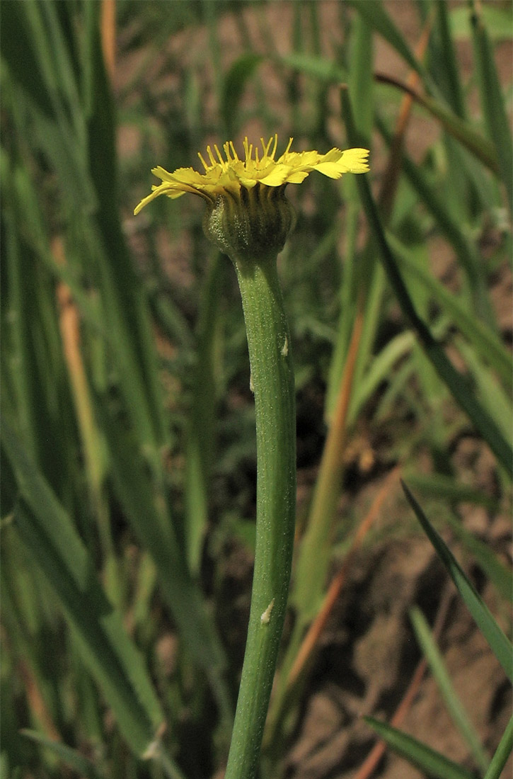 Image of Arnoseris minima specimen.