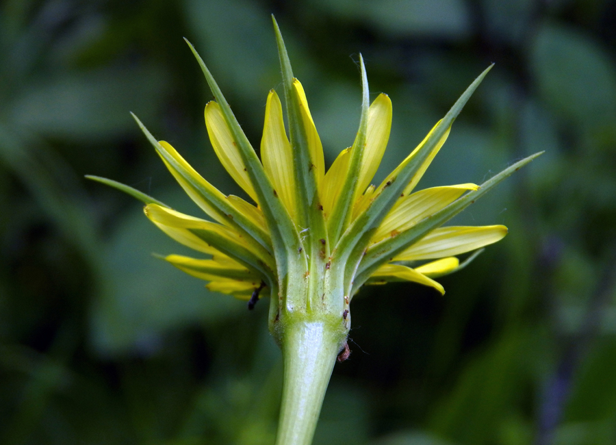 Изображение особи Tragopogon dubius.