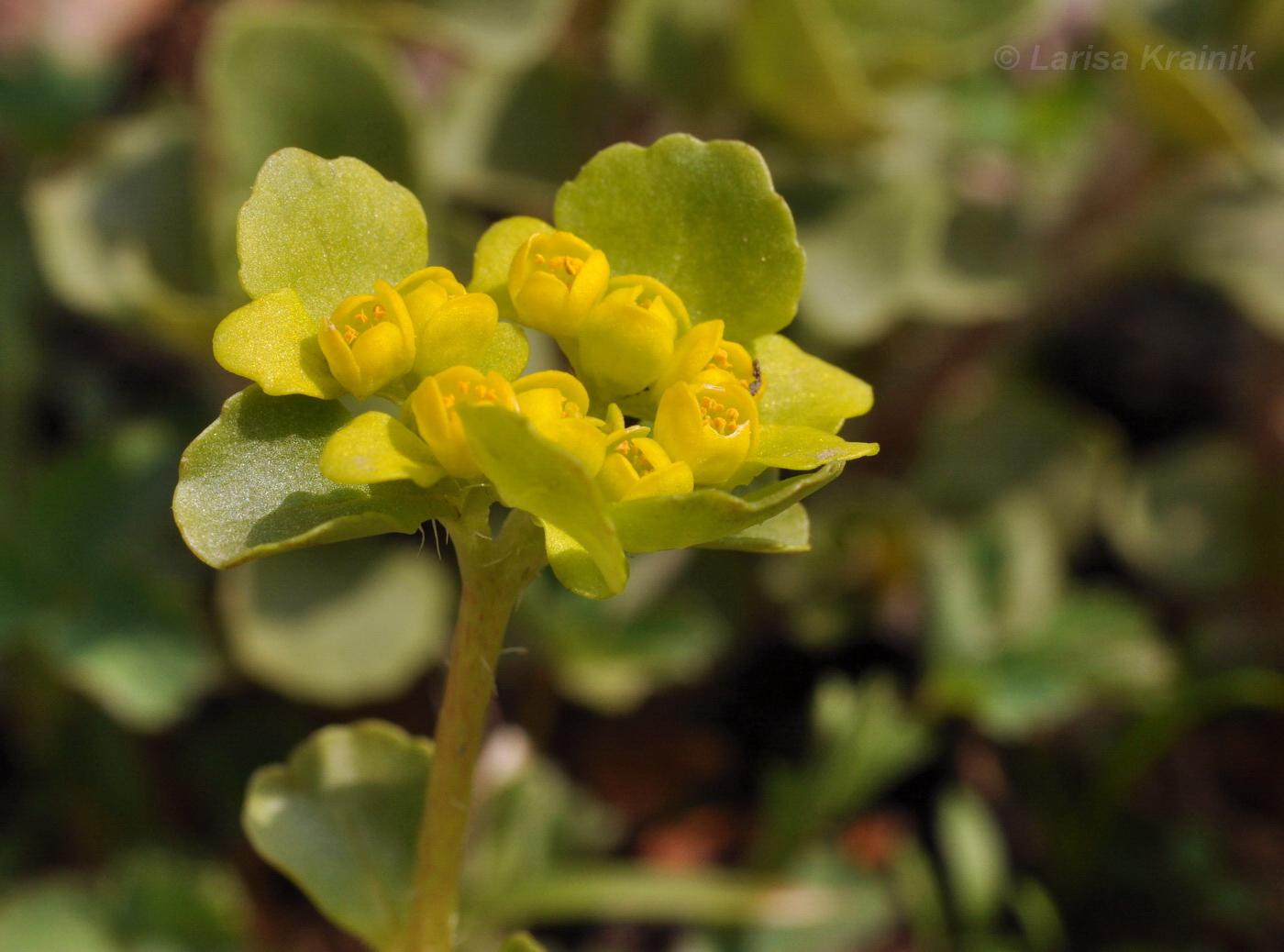 Image of Chrysosplenium pilosum specimen.