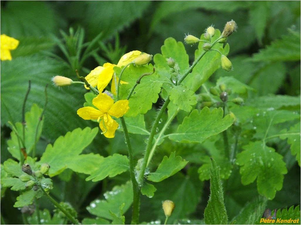 Image of Chelidonium majus specimen.