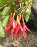 Fuchsia magellanica