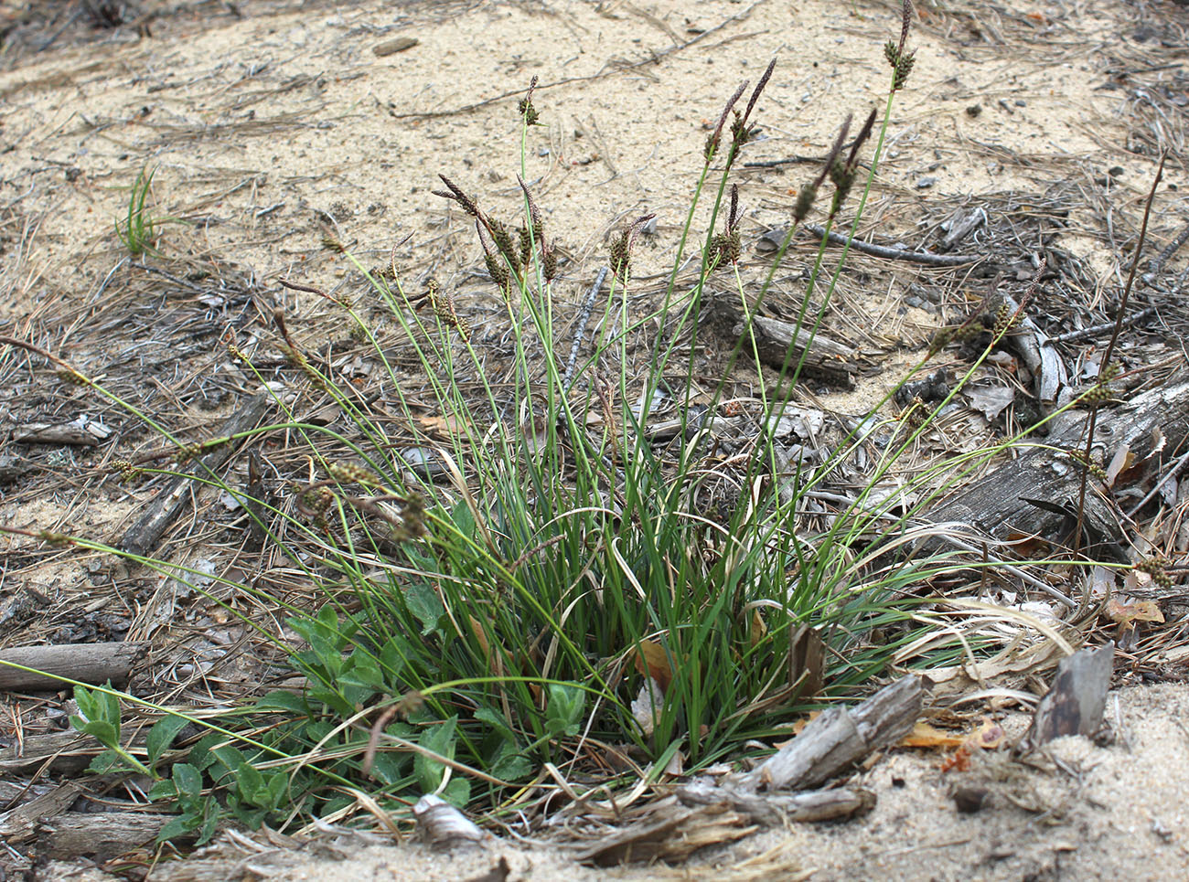 Изображение особи Carex ericetorum.