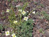 Papaver alboroseum