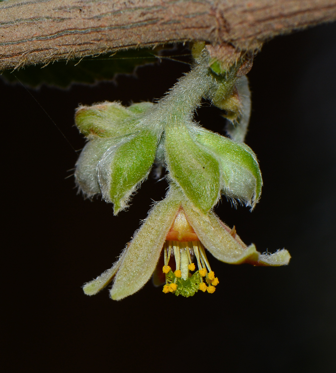 Image of Grewia villosa specimen.