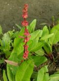 Rumex arcticus. Верхушка плодоносящего растения. Мурманская обл., г. Кировск, ПАБСИ, в культуре. 03.08.2012.