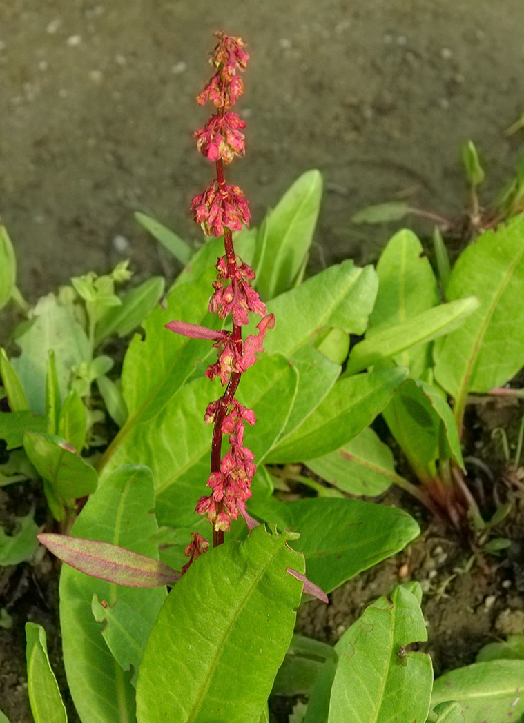 Изображение особи Rumex arcticus.
