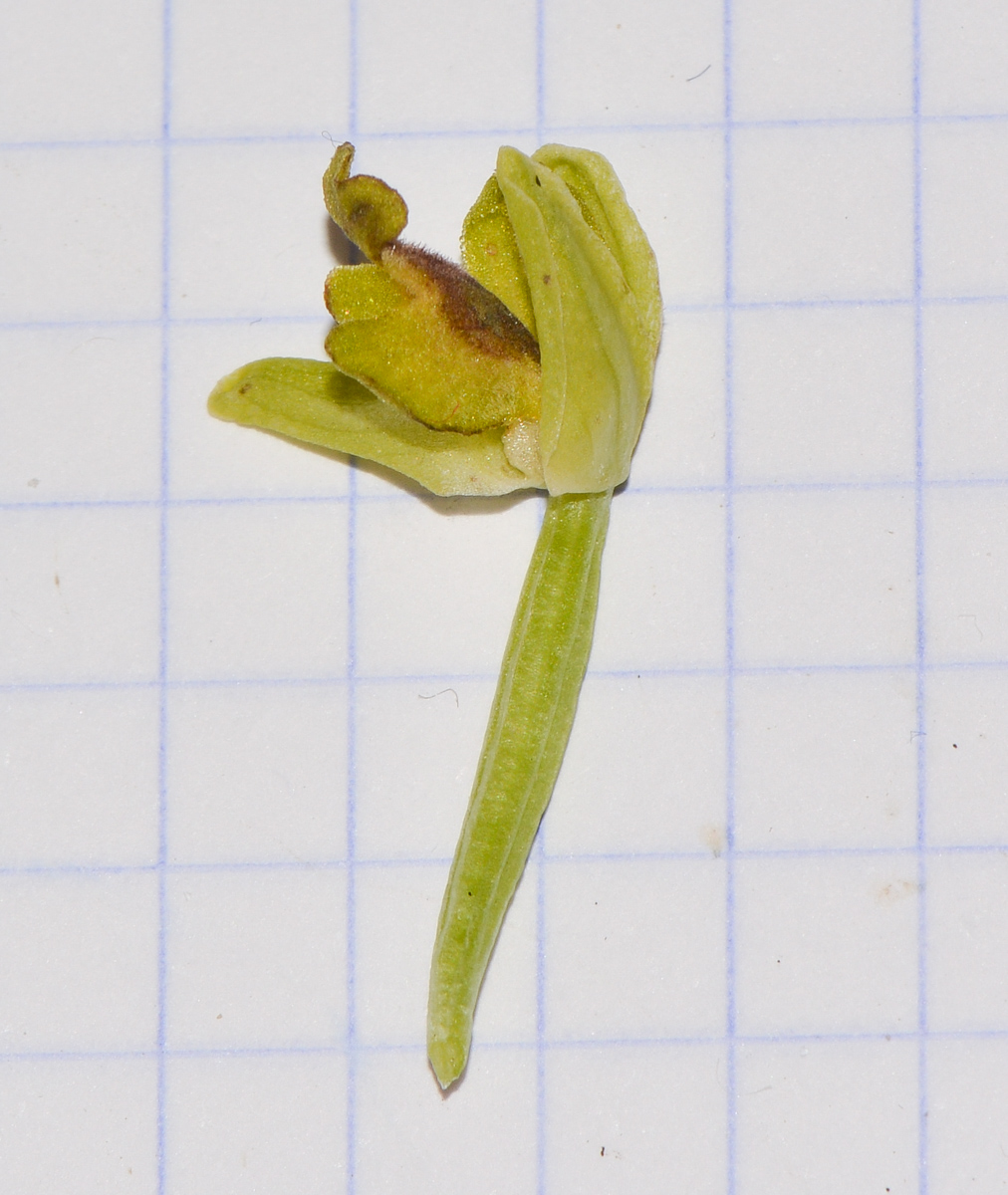 Image of Ophrys lutea ssp. galilaea specimen.