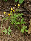 Ranunculus