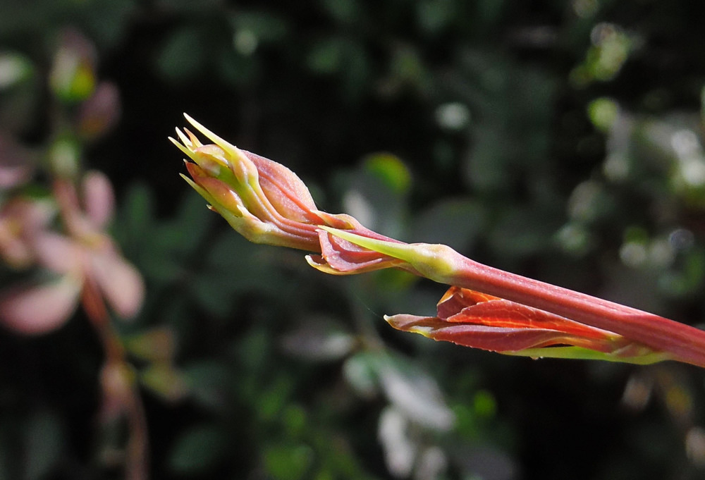 Image of Berberis vulgaris f. atropurpurea specimen.