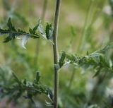 Achillea filipendulina. Средняя часть побега. Пермский край, г. Пермь, Кировский р-н, газон у административного здания, в культуре. 17.07.2017.