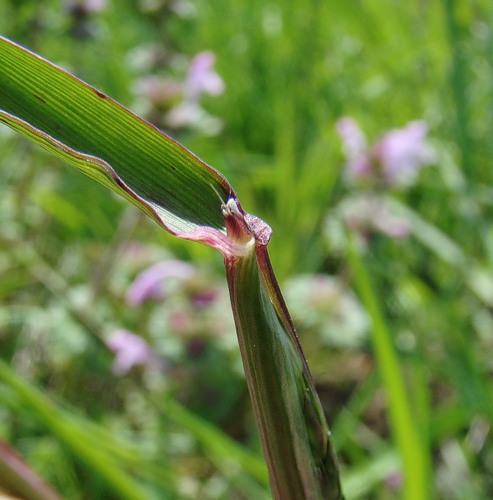 Изображение особи Alopecurus myosuroides.