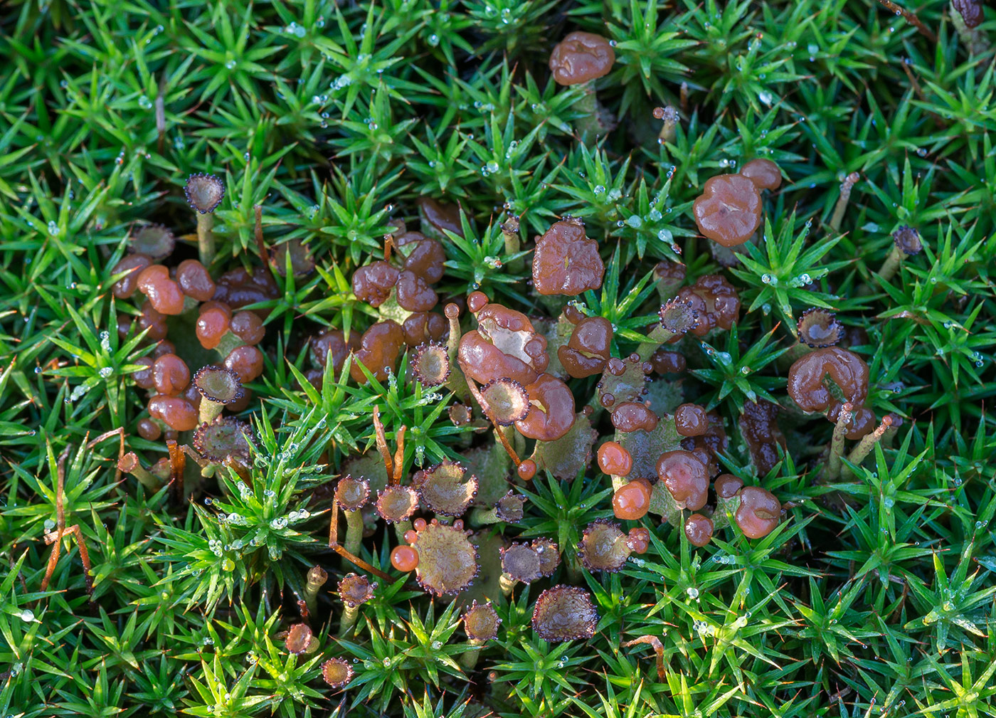 Изображение особи Cladonia gracilis.