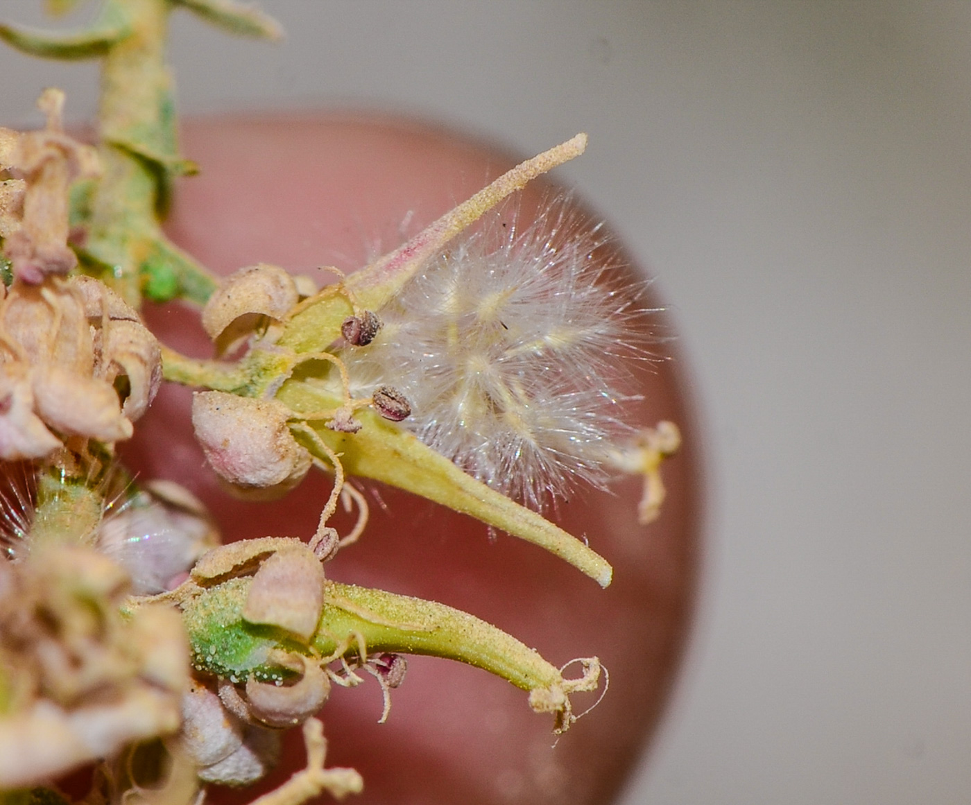 Image of Tamarix passerinoides specimen.