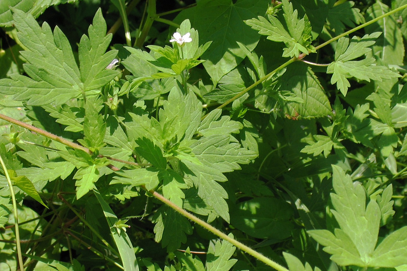 Image of Geranium sibiricum specimen.