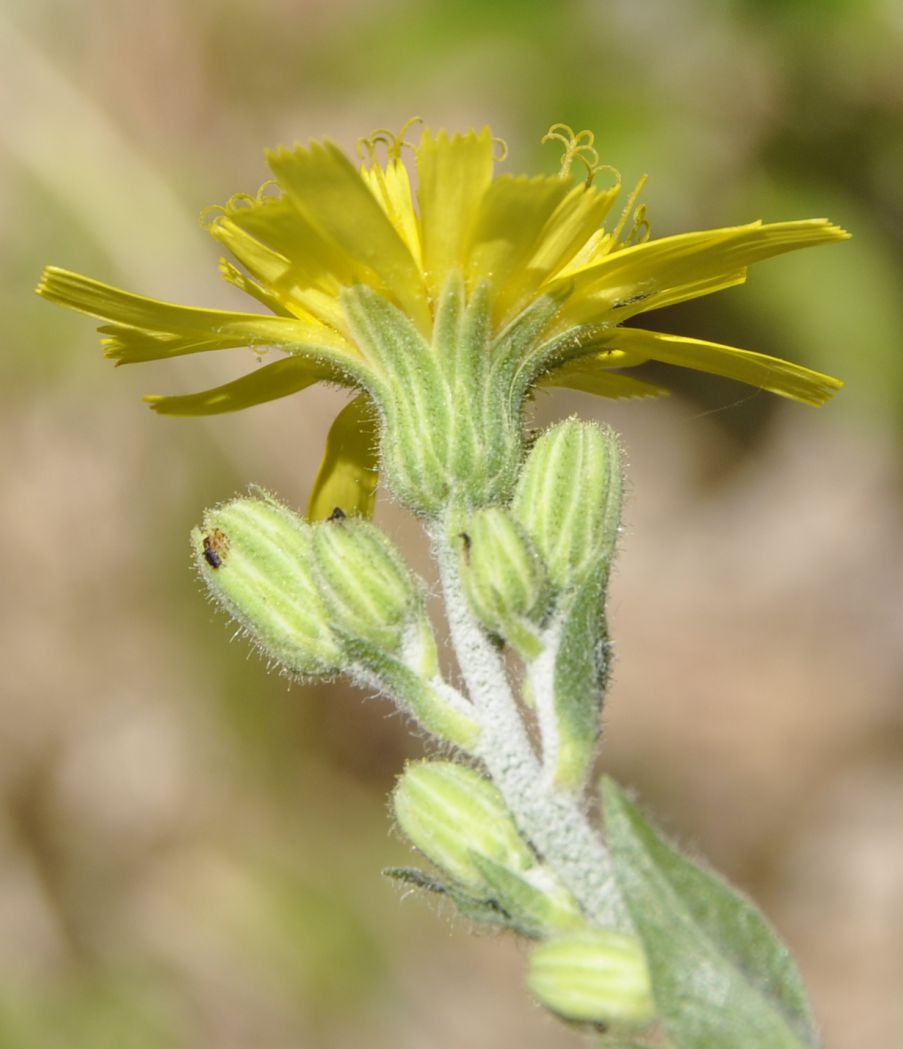 Изображение особи род Hieracium.