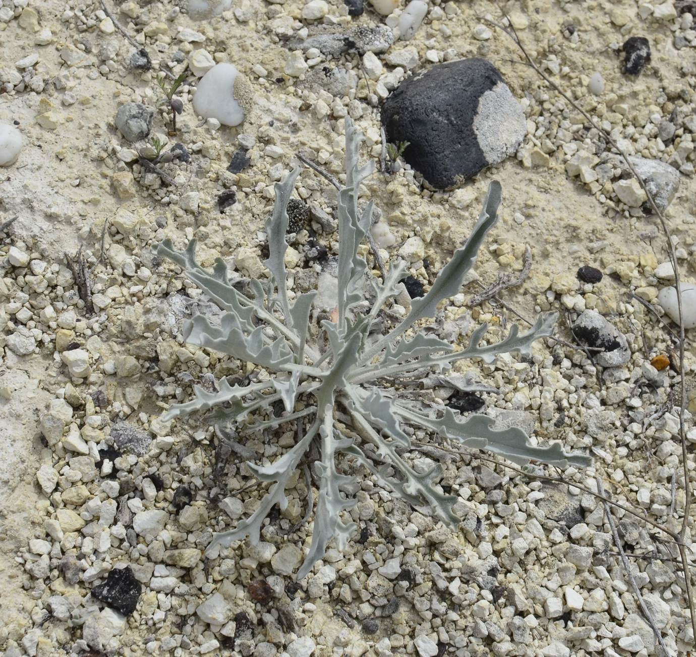 Image of Matthiola fragrans specimen.