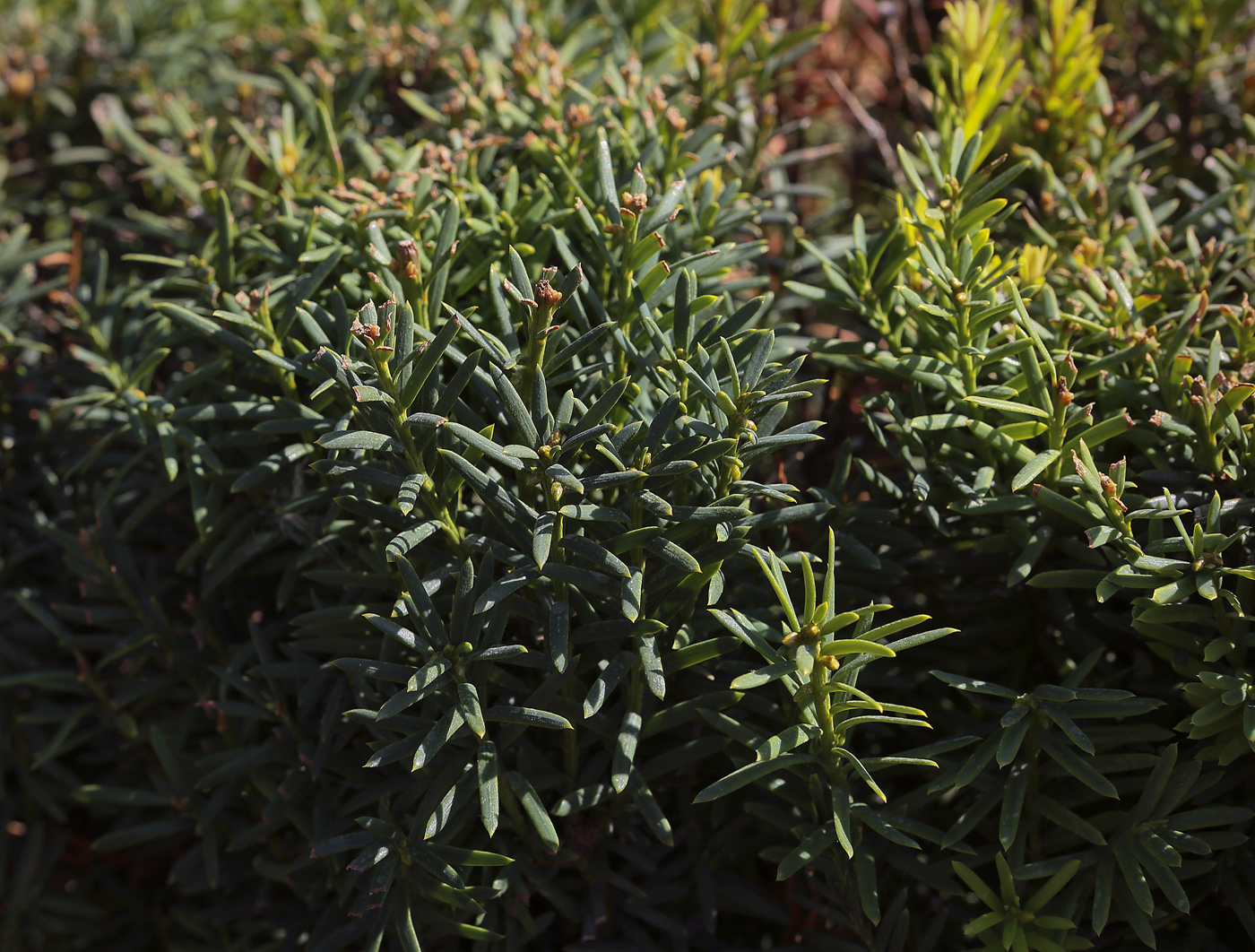 Image of Taxus baccata specimen.