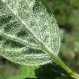 Philadelphus incanus