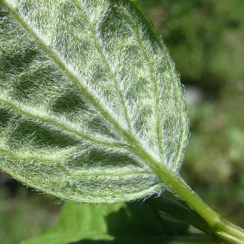 Image of Philadelphus incanus specimen.