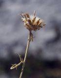 Centaurea vankovii
