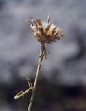 Centaurea vankovii. Верхушка засохшего растения с соплодием. Крым, городской округ Ялта, Ай-Петринская яйла, обрывистый, каменистый склон. 14.08.2017.