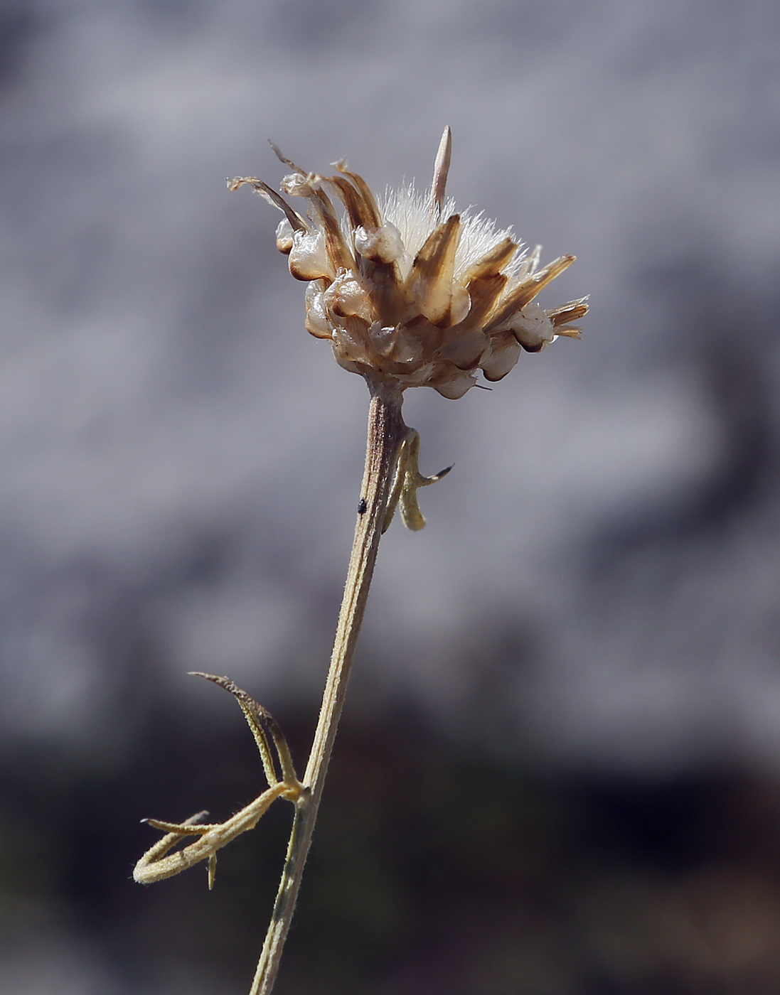 Изображение особи Centaurea vankovii.