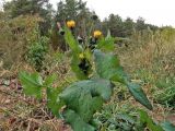 Sonchus oleraceus