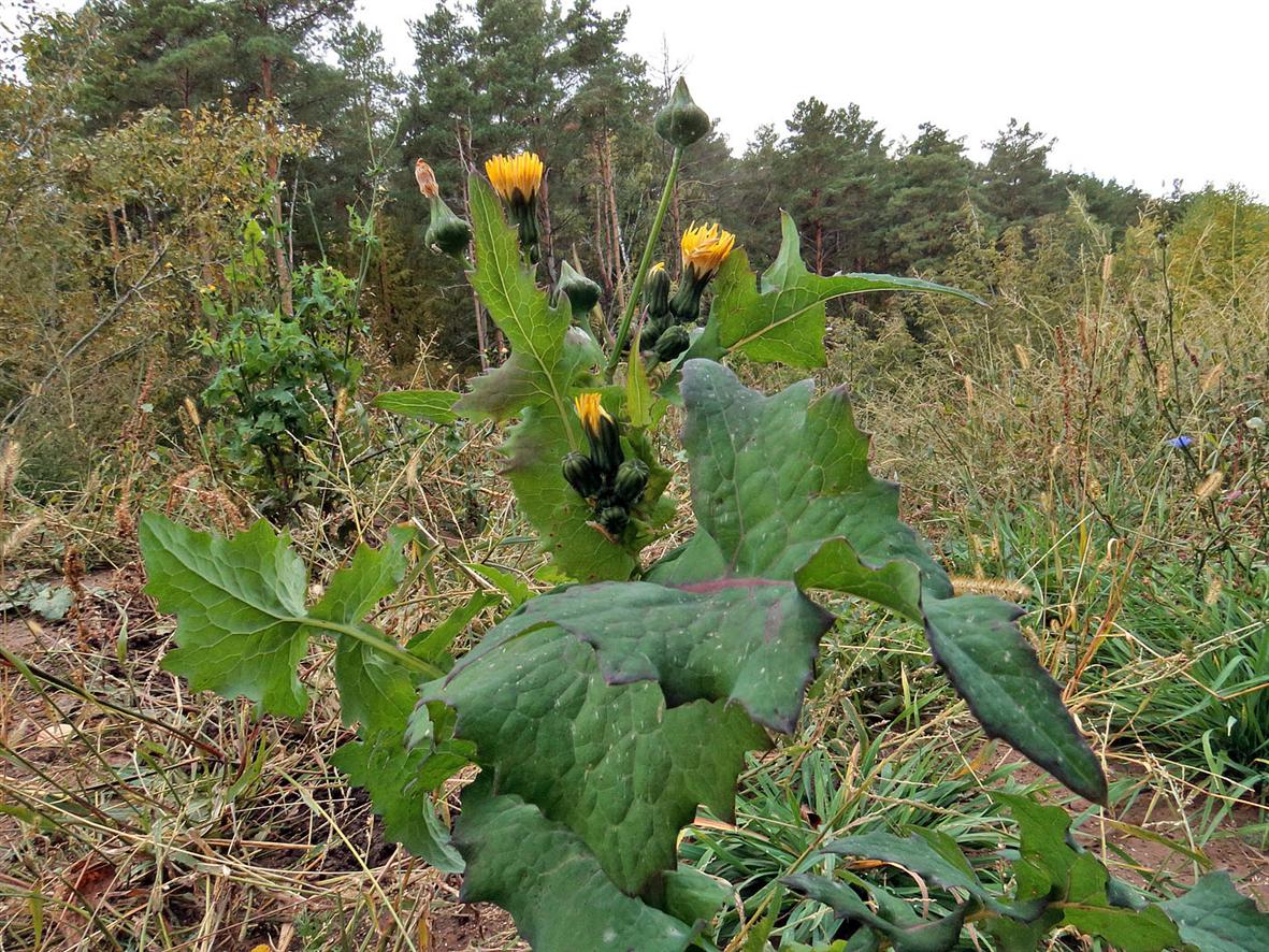 Изображение особи Sonchus oleraceus.