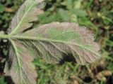 Agrimonia eupatoria. Верхушка листа (вид снизу), поражённого мучнисторосяным грибом. Краснодарский край, Абинский р-н, окр. пос. Новый, у лесной дороги. 05.10.2017.