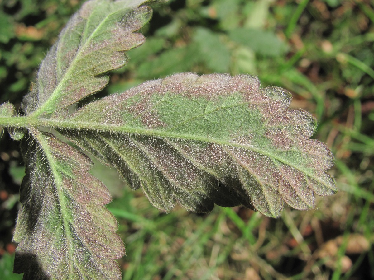 Image of Agrimonia eupatoria specimen.
