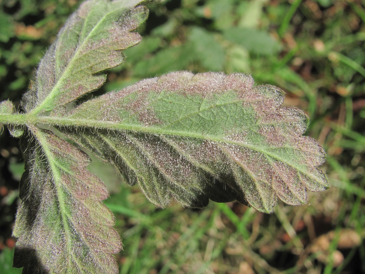 Изображение особи Agrimonia eupatoria.