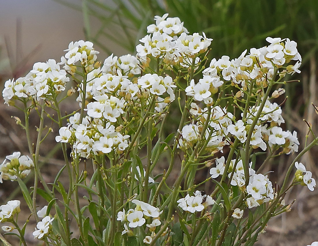 Image of Arabidopsis petraea specimen.