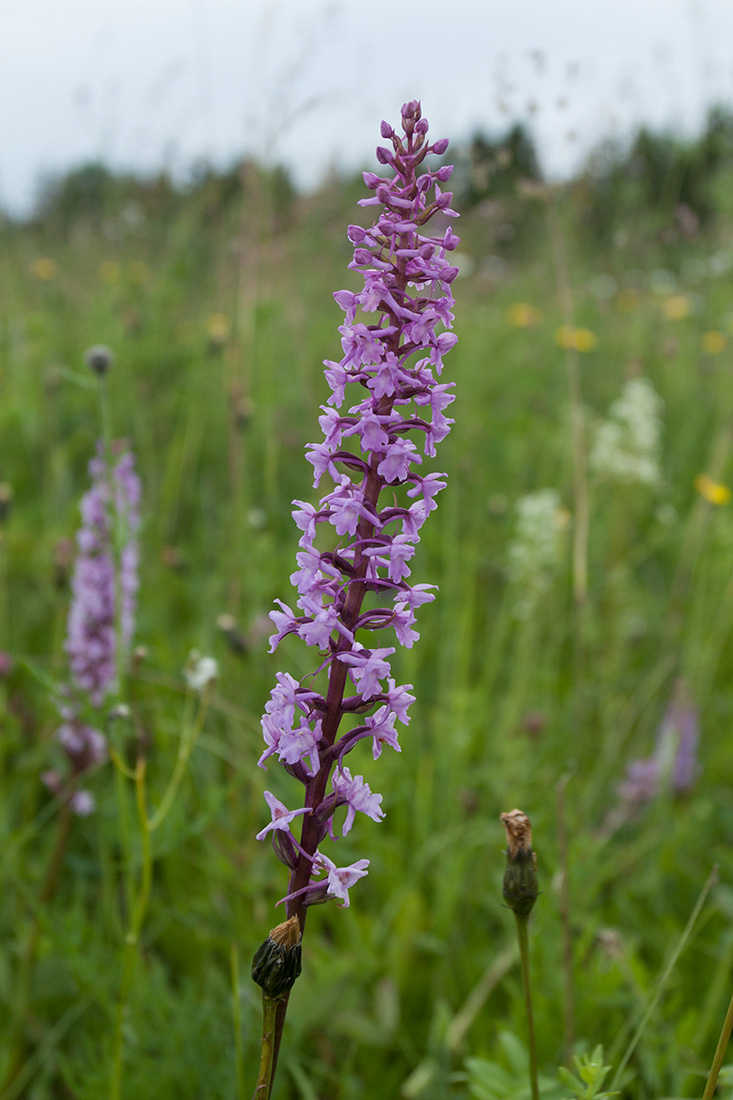 Изображение особи Gymnadenia conopsea.