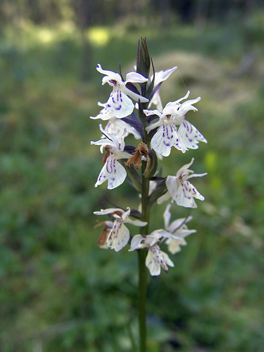 Изображение особи Dactylorhiza maculata.