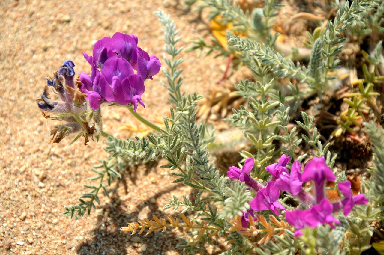 Image of Oxytropis lanata specimen.