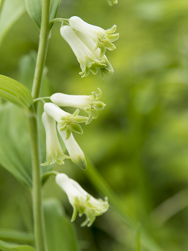 Image of Polygonatum multiflorum specimen.