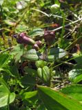 Gentianella auriculata