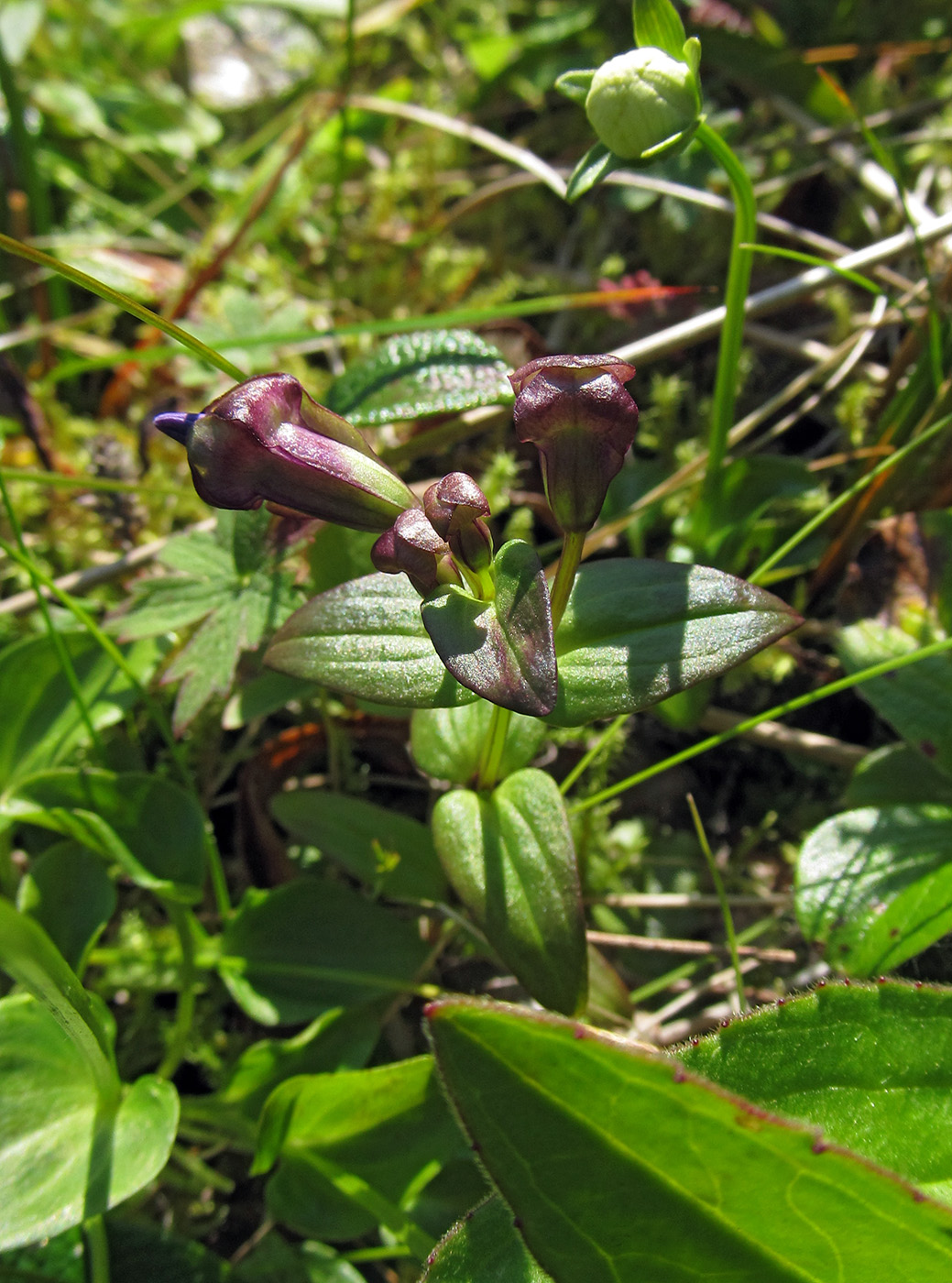 Image of Gentianella auriculata specimen.