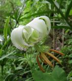 Lilium ledebourii