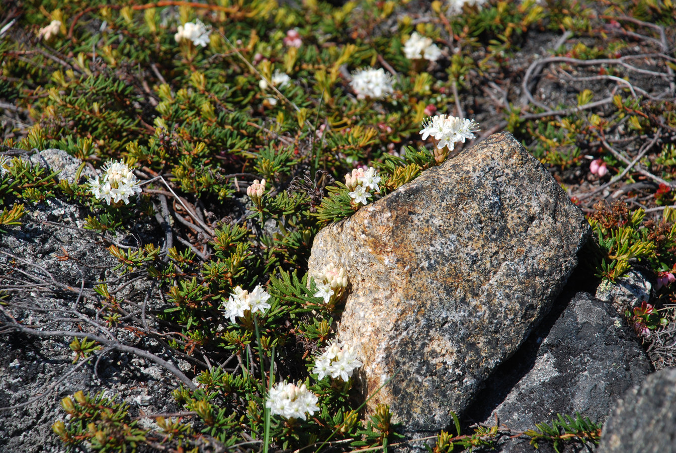 Image of Ledum decumbens specimen.