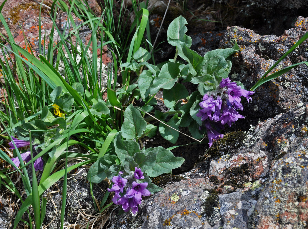 Image of Physochlaina physaloides specimen.