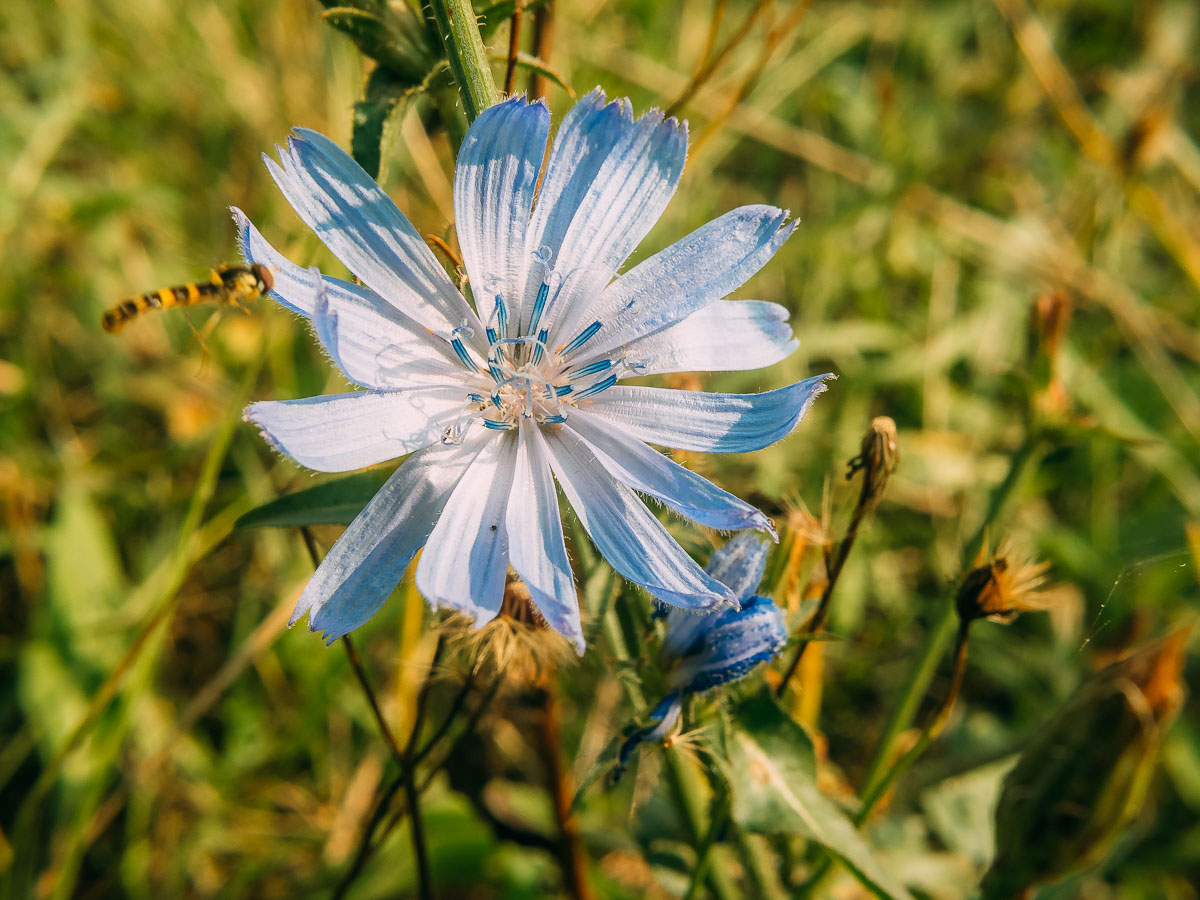 Изображение особи Cichorium intybus.