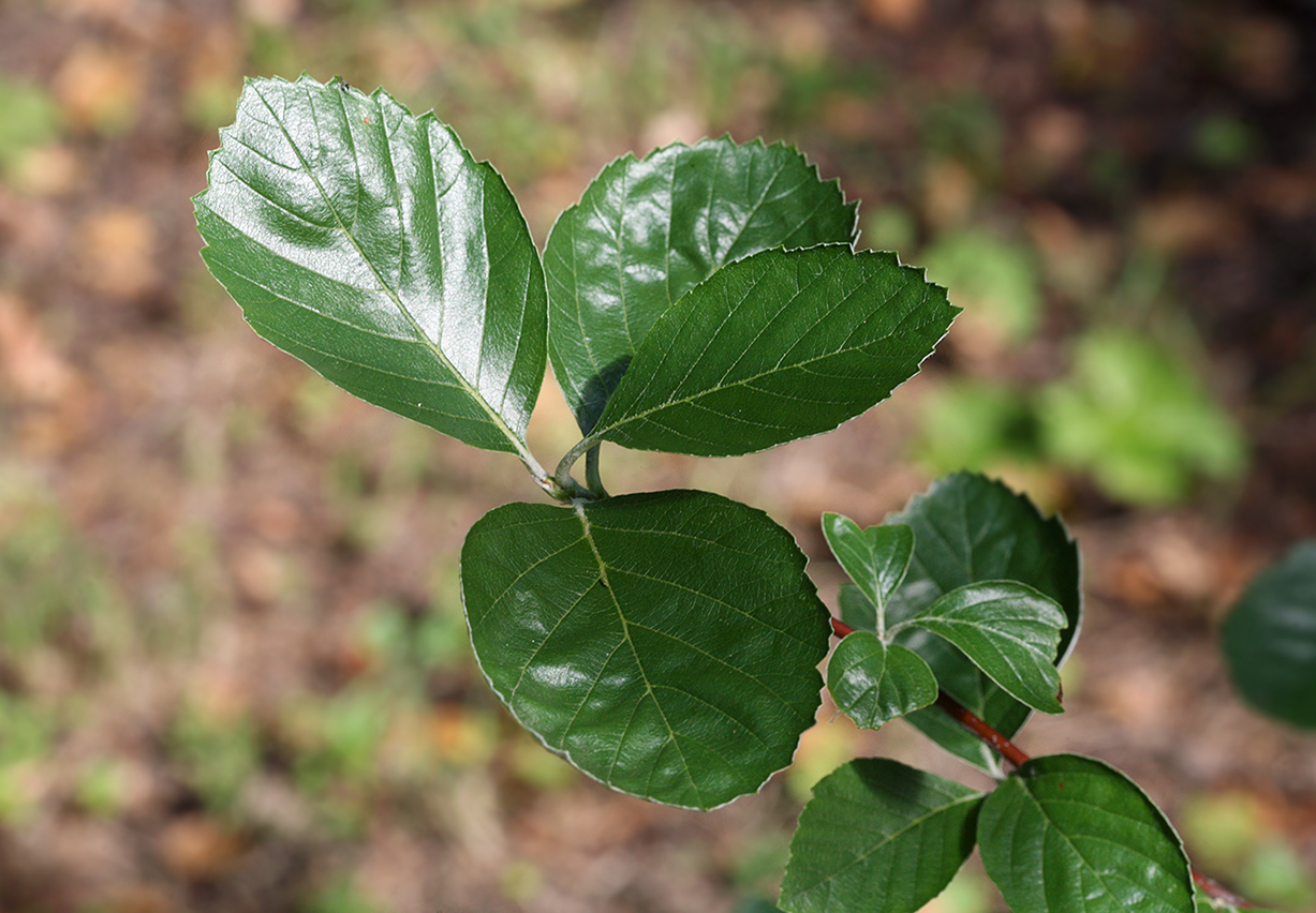 Image of Sorbus graeca specimen.