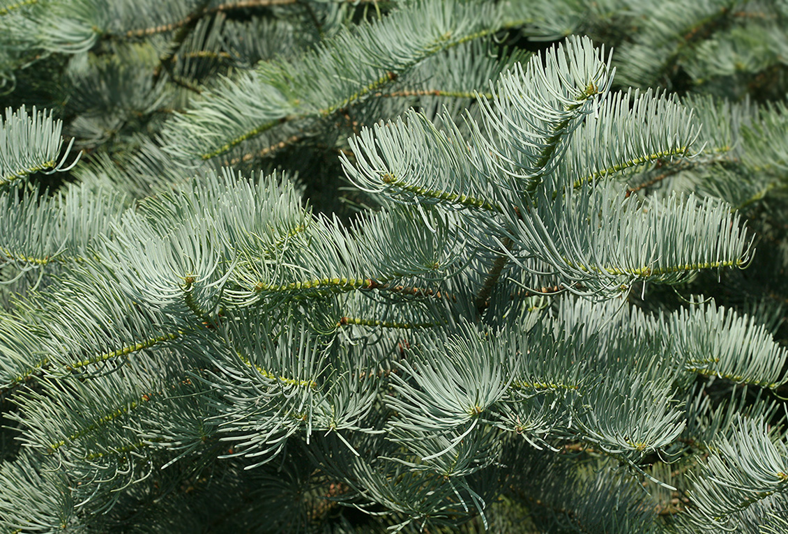 Изображение особи Abies concolor.