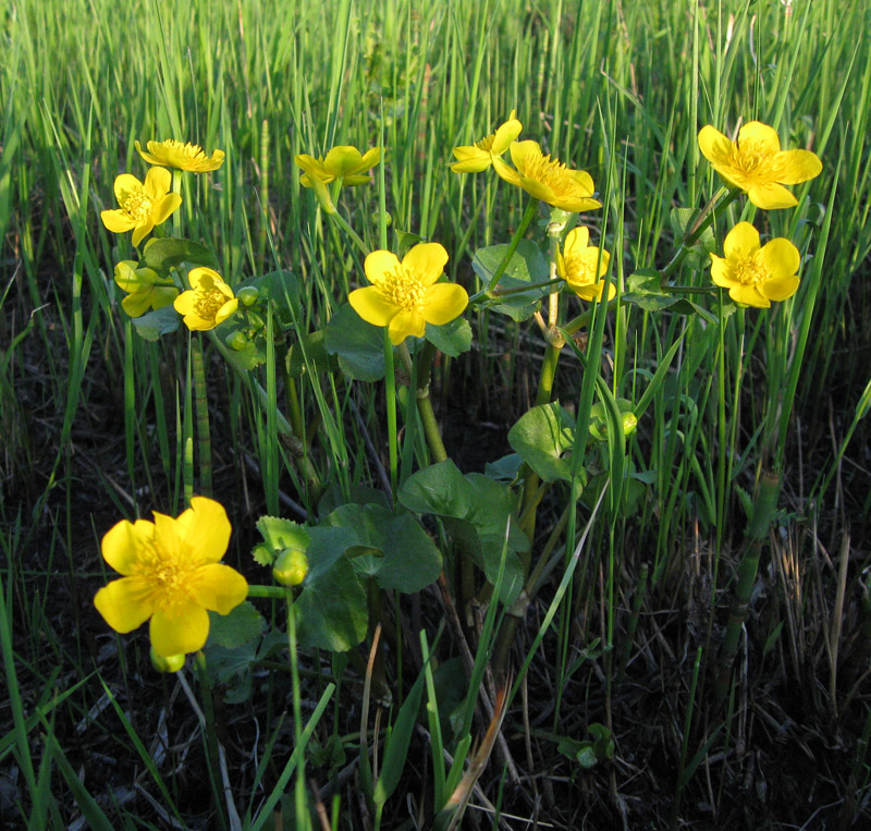 Image of Caltha palustris specimen.