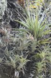 genus Tillandsia. Цветущий и вегетирующие побеги. Перу, регион Куско, археологический парк «Писак». 12.03.2014.