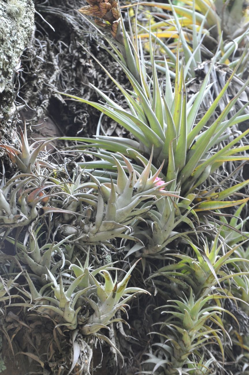 Изображение особи род Tillandsia.