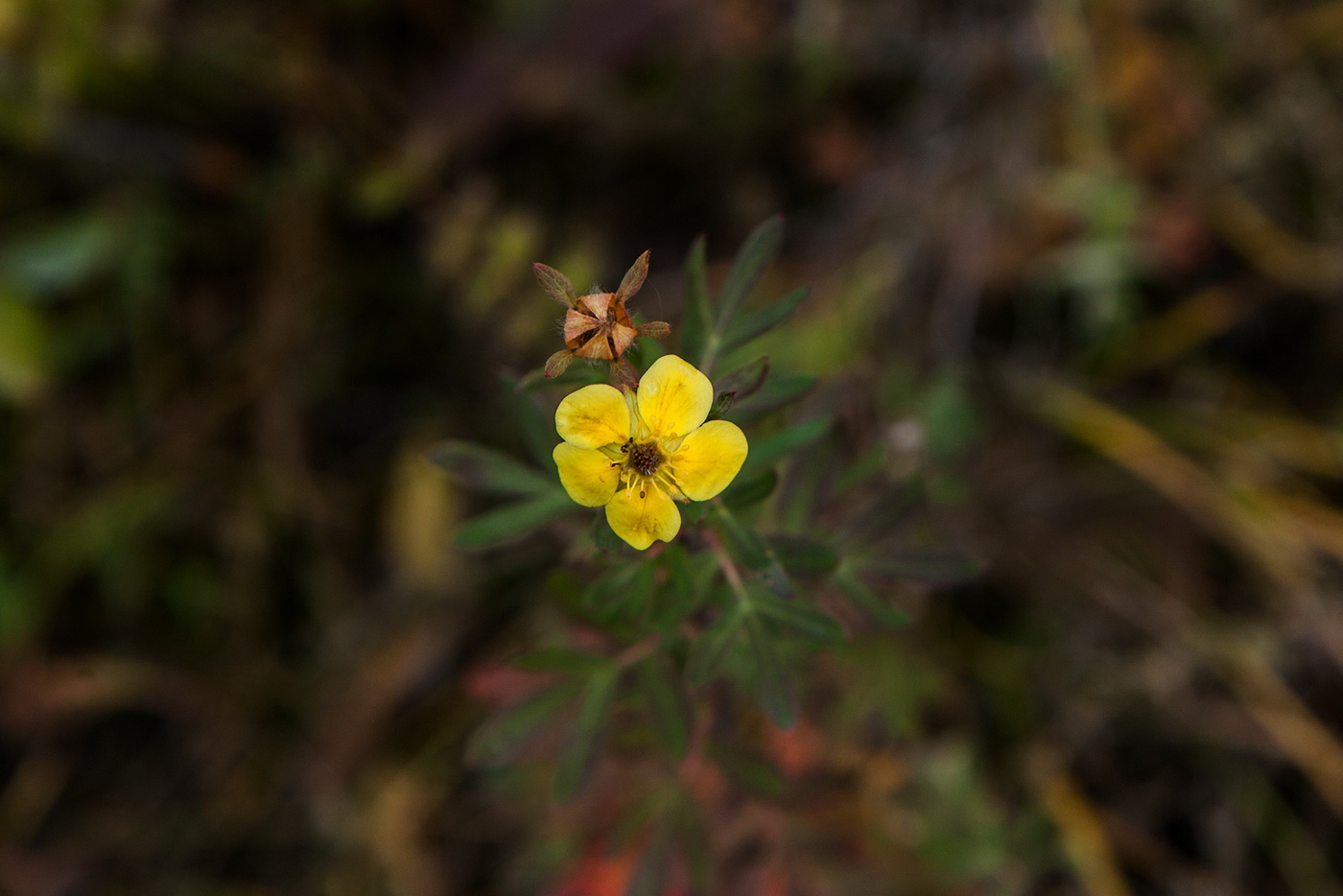 Image of Dasiphora fruticosa specimen.